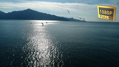 Flying Birds On The Sea 10