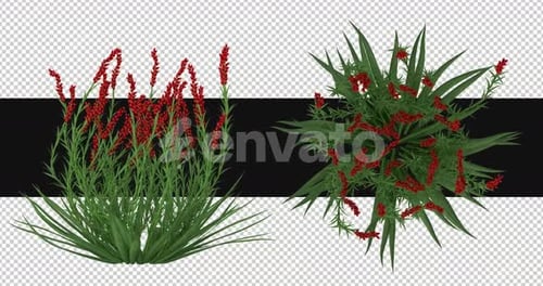 Pack Of 2 Montbretia Flowers Moving In The Wind On Alpha Loop