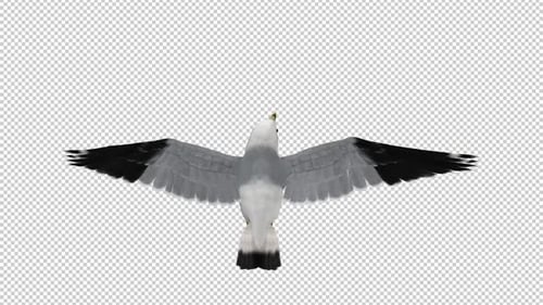 North American Seagull Bird - Flying Loop - Top Back View CU - Alpha Channel