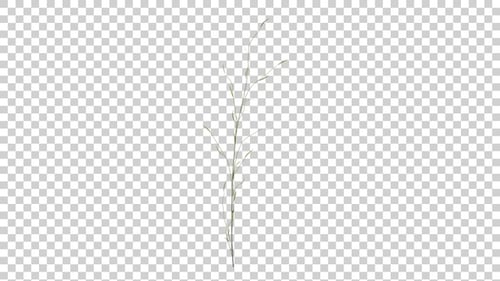 Minimalist Line Art Plant Growth Animation