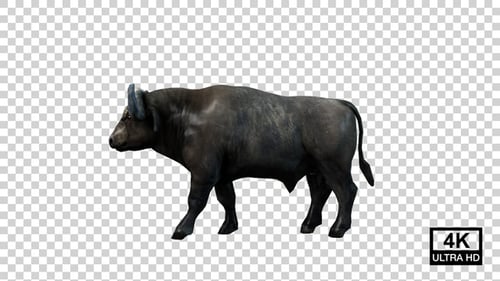 Buffalo Walking Side View