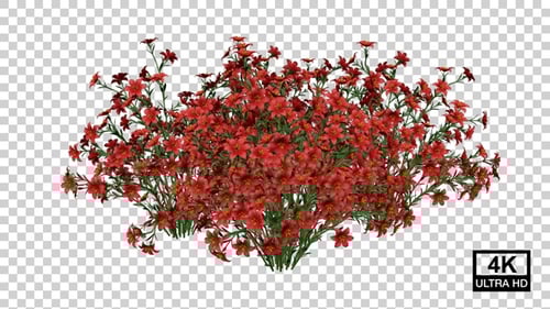 Red Flower Bush Growing Time-Lapse Animation