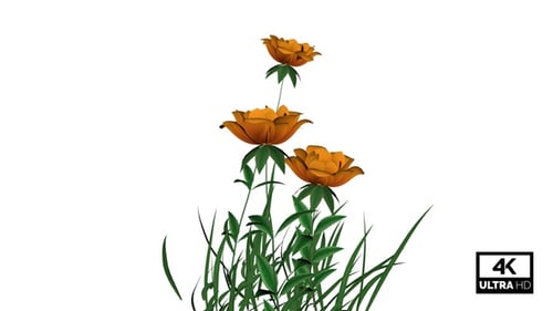 Animated Orange Roses and Green Grass Swaying on Alpha