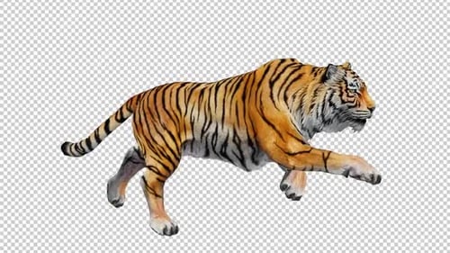 Tiger Run Loop mit rechter Sicht