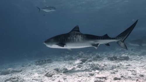 Majestic Tiger Shark Swimming Underwater in Tropical Ocean