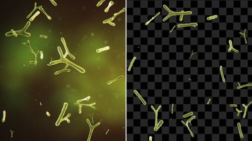 Bifidobacterium With Alpha Channel