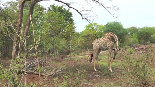 Porträt Die afrikanische Giraffe frisst grüne Blätter von Ästen. Wunderschöne exotische Fauna Afrikas.