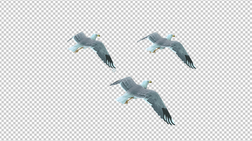 Three Seagull Flying Idle 2