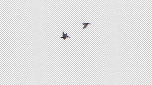 Two Kingfishers - Flying Birds - Flying Around - Transparent Loop