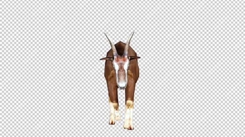 Goat Run Front View Loop