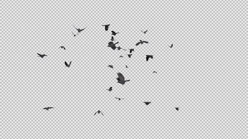Jackdaw Birds - Large Flock - Flying Around - Transparent Loop