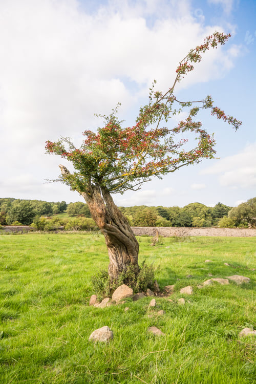 Preview: Twisted Hawthorn Tree