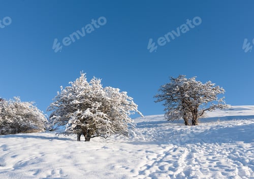 Preview: Snowy Trees And Blue Sky