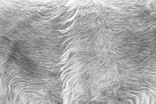 Preview: Natural Fur Wild Animal, Fur And Sell