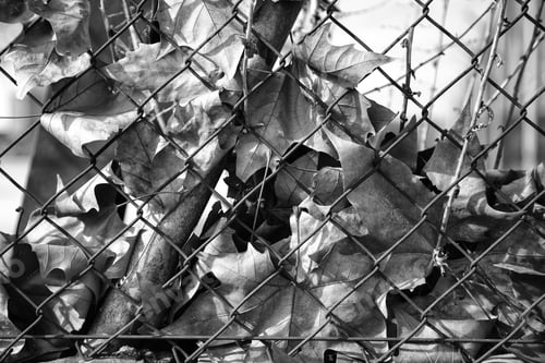 Preview: Autumn Leaves On Fence, Nature And Environment, Ecology