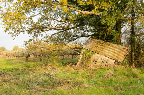 Preview: The Old Farm Shed In The Countryside