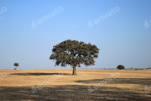 Preview: Cork Tree In A Field In Alentejo, Portugal