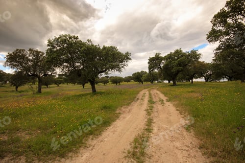 Preview: Plantation Of Cork Oak Trees In A Field. Alentejo, Portugal