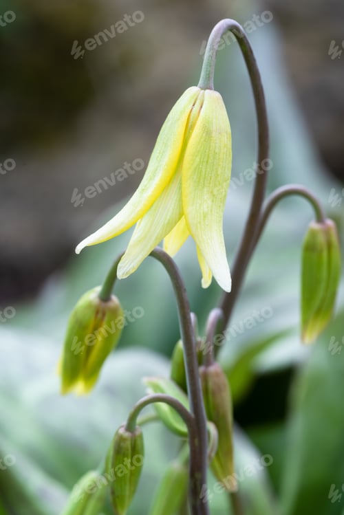 Preview: Dogs Tooth Violet, Erythronium Tuolumnense 'Pagoda'
