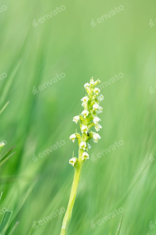 Preview: Pseudorchis Albida - Small White Orchid