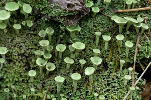 Preview: Cladonia Fimbriata Or Pixie Cup Lichen And Moss Growing On The Forest Floor Macro Selective Focus