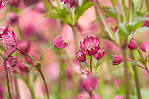 Preview: Red Astrantia Flower