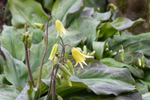 Preview: Dogs Tooth Violet, Erythronium Tuolumnense 'Pagoda'