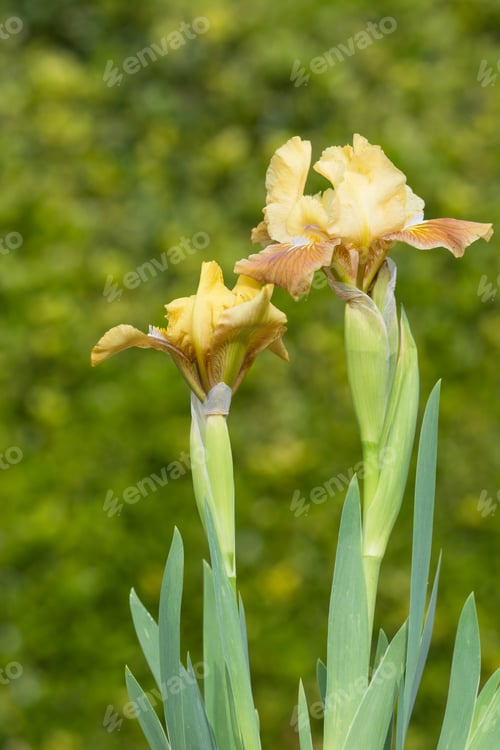 Preview: Iris 'Rabbits Foot'
