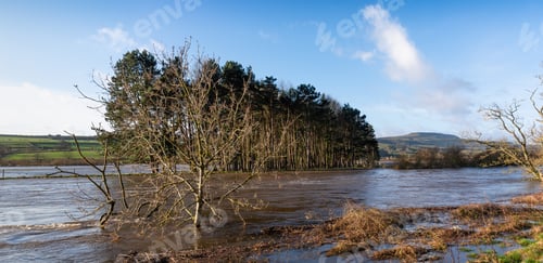 Preview: Pine Trees In A Flooded Wensleydale