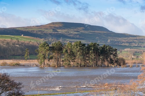 Preview: Pine Trees In A Flooded Wensleydale
