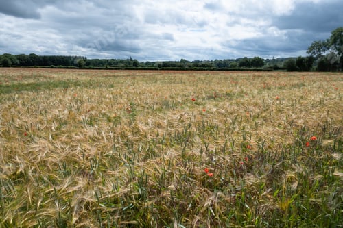 Preview: Barley Field And Red Poppies