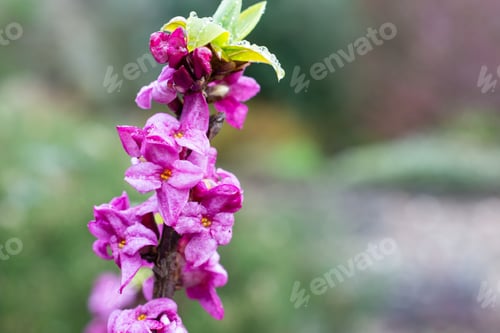 Preview: A Dark Pink Close Up Daphne Mezereum In Flower
