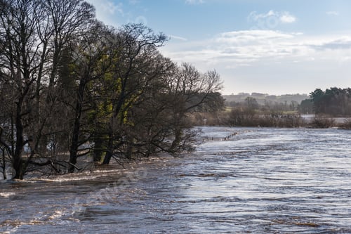 Preview: Trees In A Flooded Wensleydale