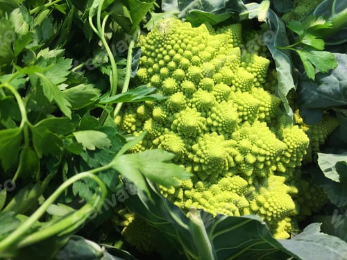 Preview: Lettuce District Greengrocers With Vegetables And Fruits, Trade