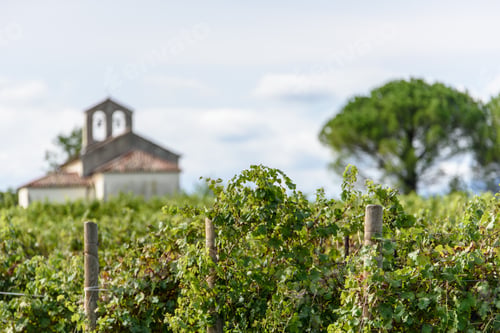 Preview: Church In The Vineyards