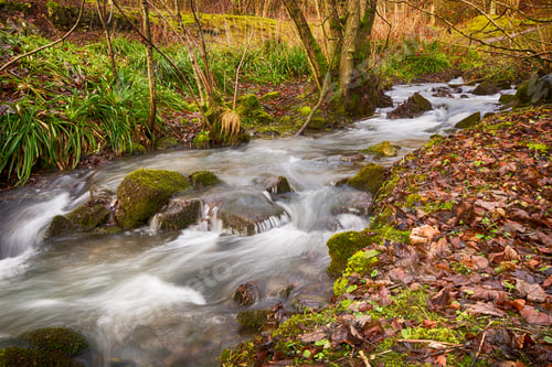 Preview: Small Woodland Stream