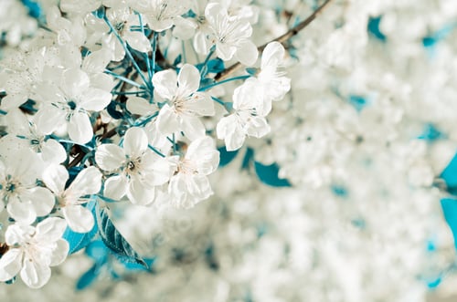 Preview: Cherry Tree Blossoms. White Spring Flowers Close-Up. Soft Focus Spring Seasonal Background. Vintage