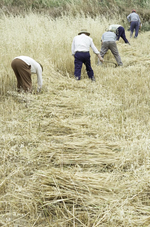 Preview: Farmers Reaping Wheat And Corn In The Field, Agriculture