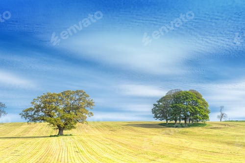 Preview: Trees In A Field On A Hill