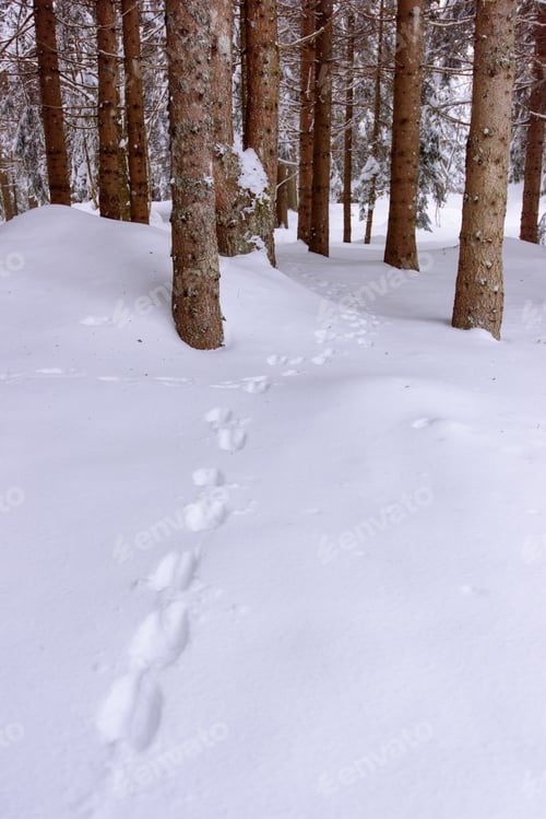 Preview: Sappada, Friuli. Landscapes And Winter Shelters. Paths In The Snow.