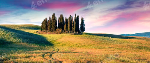 Preview: Colorful Spring Sunrise With Small Cypress Forest Among The Field Of Wheat. Berautiful Morning