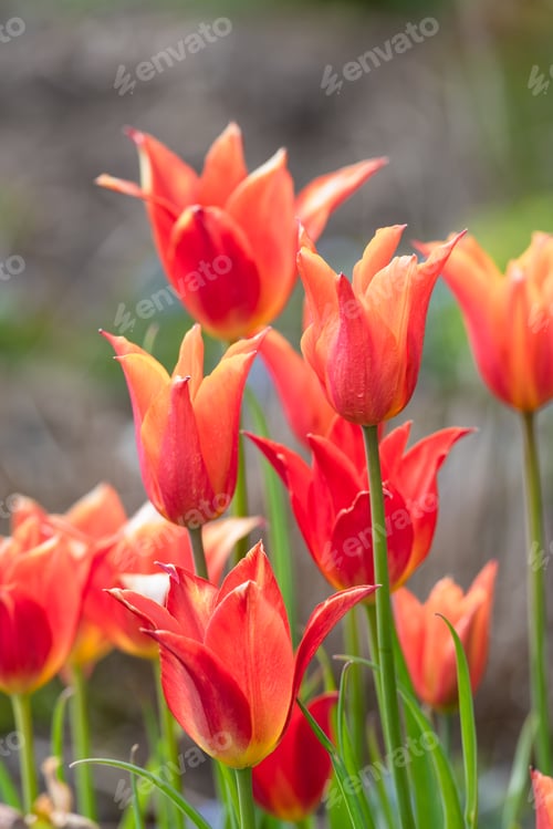 Preview: Bright Red Tulips In A Garden