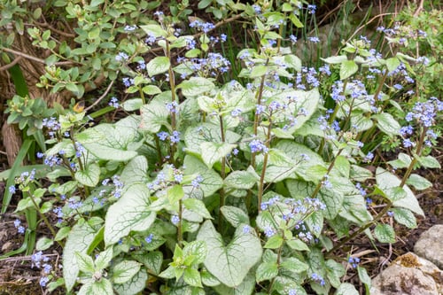 Preview: Brunnera Macrophylla 'Jack Frost', Siberian Bugloss