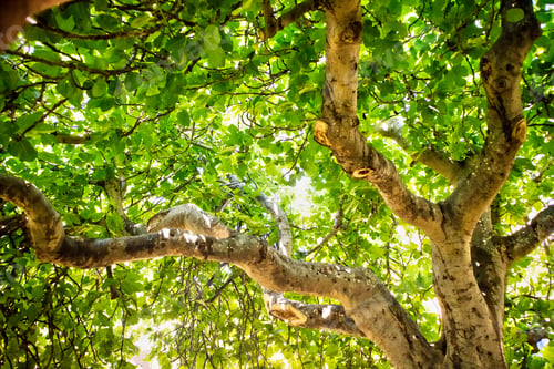 Preview: Fig Tree In Complete Vegetation In The Summer Season