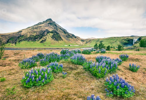 Preview: Blooming Lupine Flowers Near Amazing Skogafoss Waterfall In South Iceland, Europe. Bright Summer