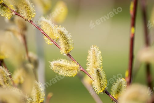 Preview: Early Spring Sunny Wallpaper. Pussy Willow Catkins Close Up Selective Focus Spring Seasonal