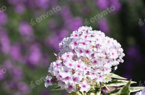 Preview: Pink And White Phlox Bloom