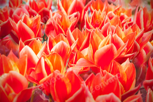 Preview: Marvellous Tulip Flowers In The Keukenhof Park, Used As Background. Beautiful Outdoor Scenery In