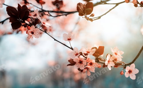 Preview: Beautiful Pink Cherry Plum, Prunus Cerasifera Nigra, Blooming In Early Spring Against Bokeh Light