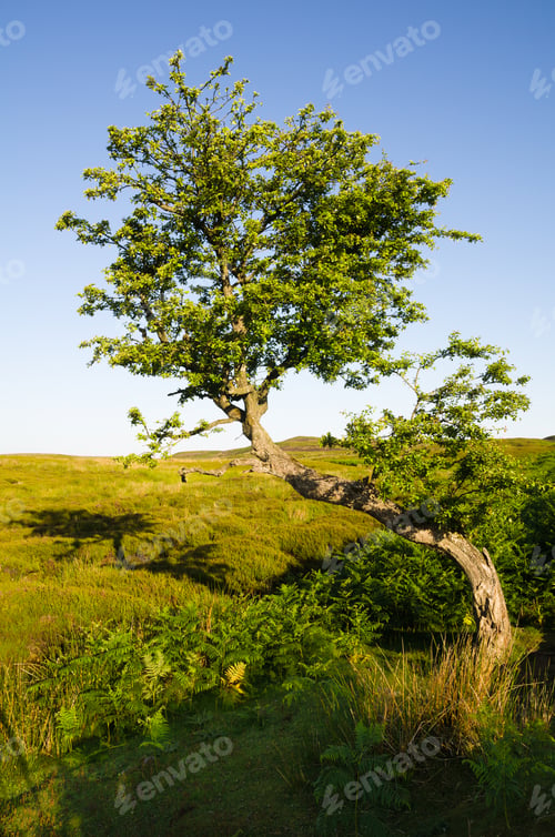 Preview: Twisted Tree On The Moors
